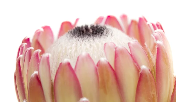 Flor rosa de protea — Foto de Stock