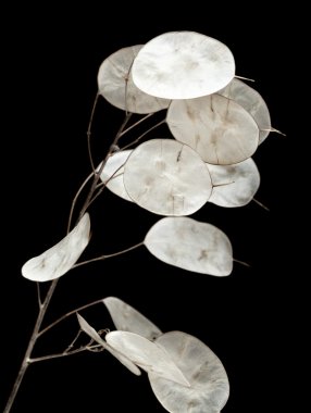 Linaria annua, silver dollar plant clipart
