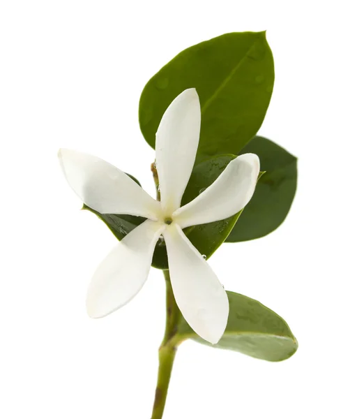 Карісса macrocarpa квітка — стокове фото