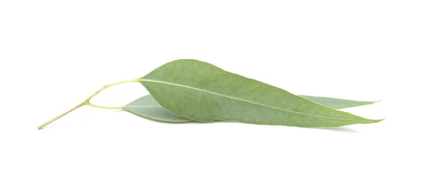 Fresh eukalyptus leaves — Stock Photo, Image