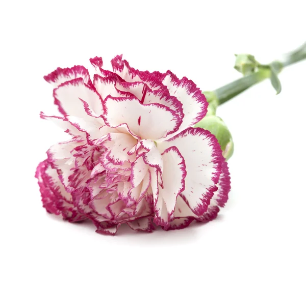 Witte anjer met donker roze petal randen — Stockfoto