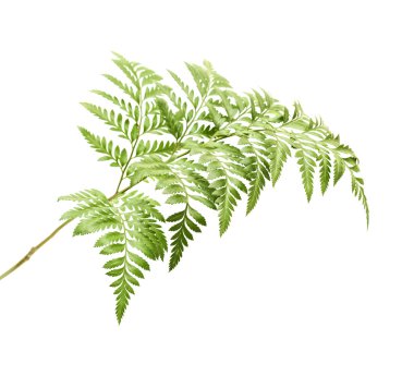 Rumohra adiantiformis, leatherleaf fern