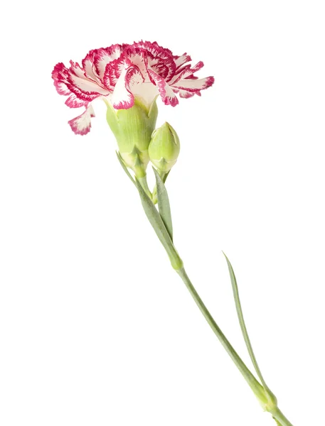Clavel blanco con bordes pétalos de color rosa oscuro — Foto de Stock