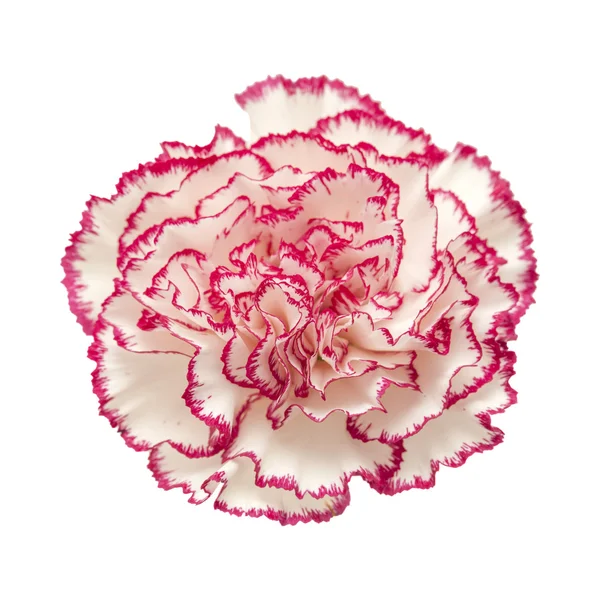Witte anjer met donker roze petal randen — Stockfoto