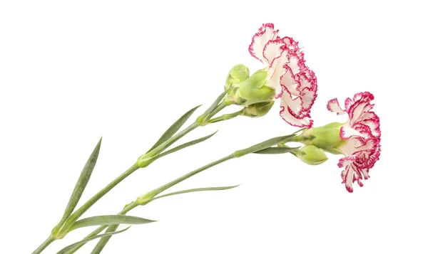 Clavel blanco con bordes pétalos de color rosa oscuro —  Fotos de Stock