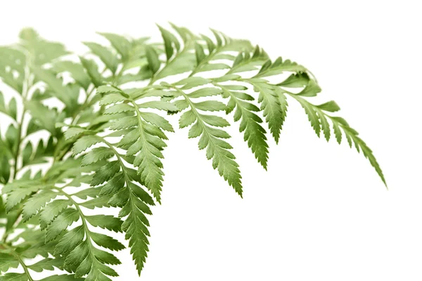 Rumohra adiantiformis, leatherleaf fern — Stock Photo, Image