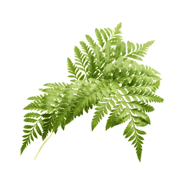 Rumohra adiantiformis, leatherleaf fern — Stock Photo, Image