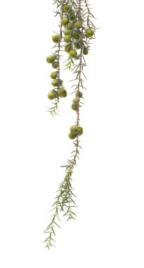 Juniperus cedrus izole
