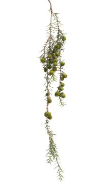 Juniperus cedrus izole