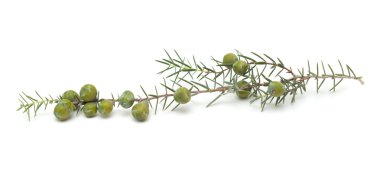 Juniperus cedrus izole