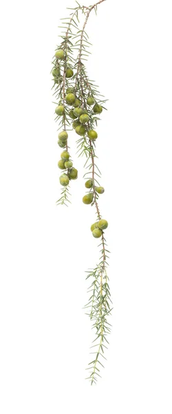 Juniperus cedrus isolado — Fotografia de Stock