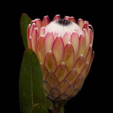 Pembe protea çiçek