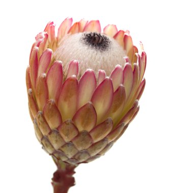 Pink protea flower clipart
