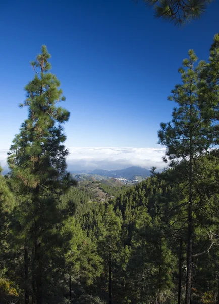 Gran Canaria, Las Cumbres — Fotografia de Stock