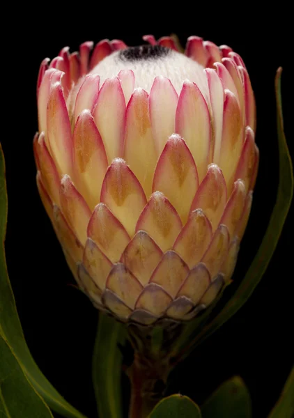 Flor de protea rosa — Fotografia de Stock