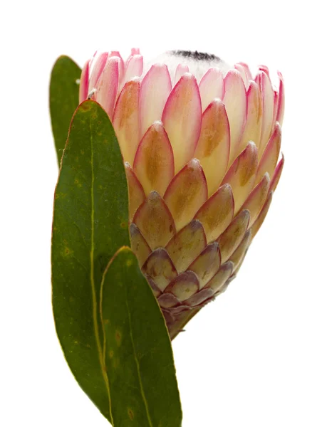Rosa Protea-Blüte — Stockfoto