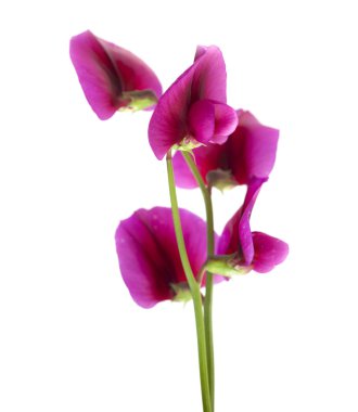 Lathyrus tingitanus çiçek