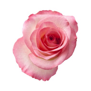 yumuşak pembe Gül