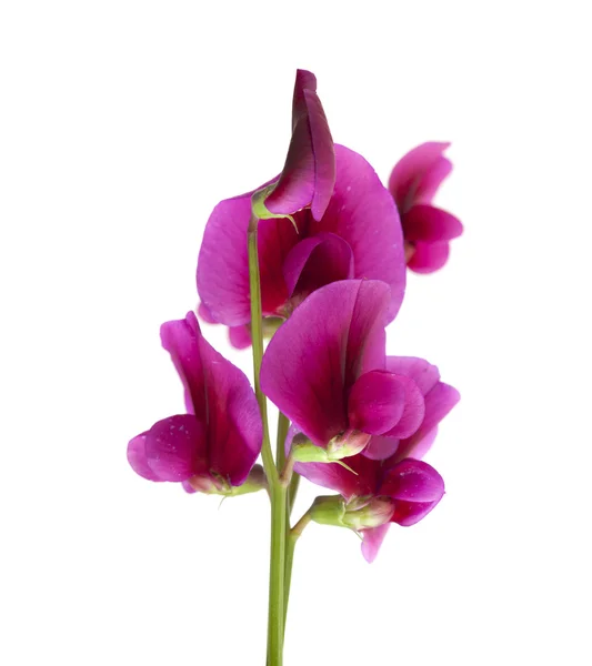 Lathyrus flores de tingitano — Foto de Stock