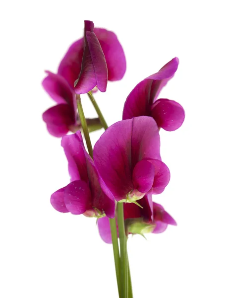 Lathyrus tingitanus λουλούδια — Φωτογραφία Αρχείου