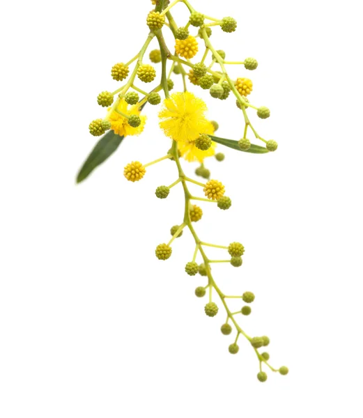 Acacia flowers on white — Stock Photo, Image