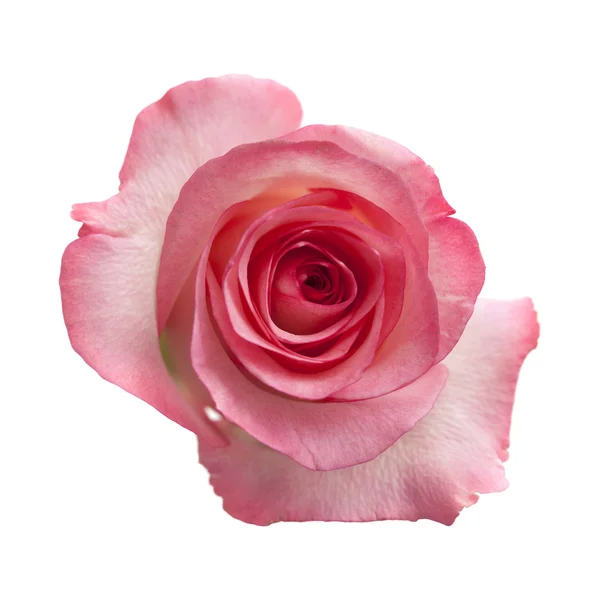 Gentle pink rose — Stock Photo, Image