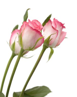 yumuşak pembe Gül