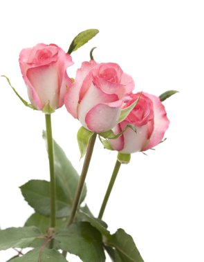 yumuşak pembe Gül