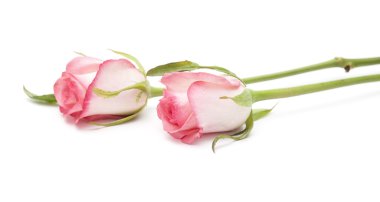 yumuşak pembe Gül