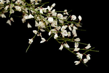 Retama rhodorhizoides, Gelin peçe süpürge