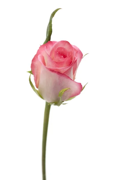 Gentle pink rose — Stock Photo, Image