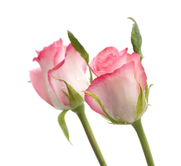 Zarte rosa Rose — Stockfoto