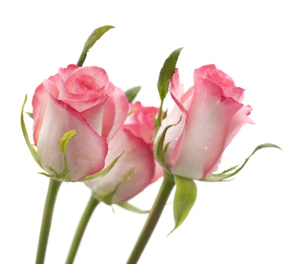 Gentle pink rose — Stock Photo, Image