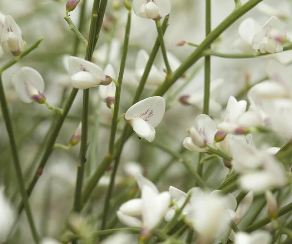 Retama rhodorhizoides, balai voile nuptial — Photo