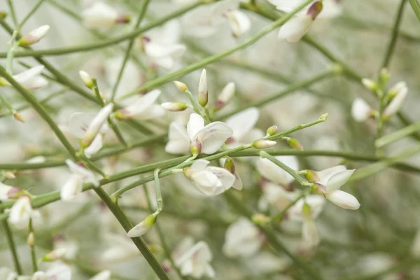 Retama rhodorhizoides, ginestra di velo nuziale — Foto Stock