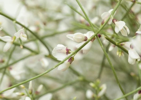 Retama rhodorhizoides, весільна вуаль мітла — стокове фото