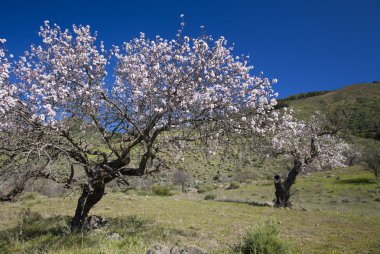 Gran Canaria, Caldera de Tejeda, Ocak