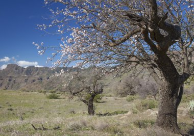 Gran Canaria, Caldera de Tejeda, Ocak