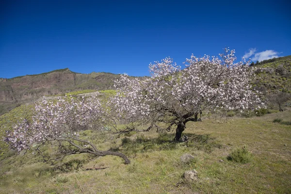 Gran canaria, caldera de tejeda, januar — Stockfoto