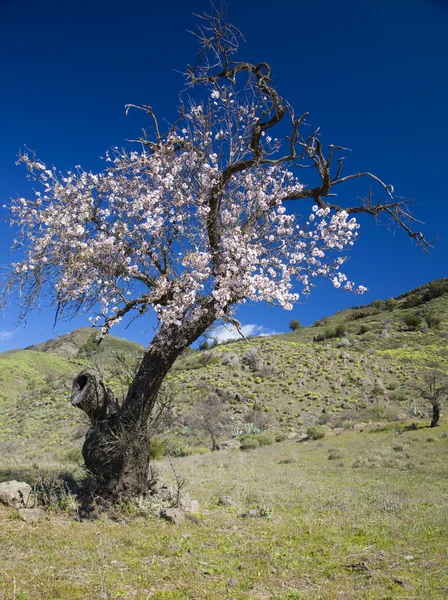 Gran Canaria, Caldera de Tejeda, januari — Stockfoto