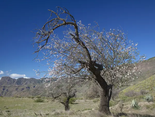 Gran Canaria, Caldera de Tejeda, Ocak