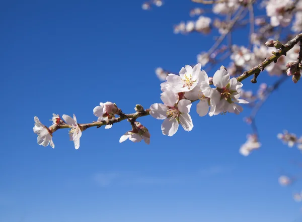 Latar belakang almond blossoms — Stok Foto