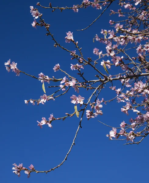 Almond blossoms background — Stock Photo, Image