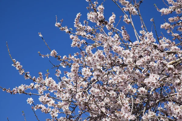 Fundo flores de amêndoa — Fotografia de Stock