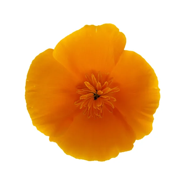 Poppy californiano, Eschscholzia californica — Fotografia de Stock