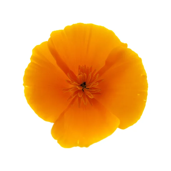 Californian poppy, Eschscholzia Californica — Stock Photo, Image