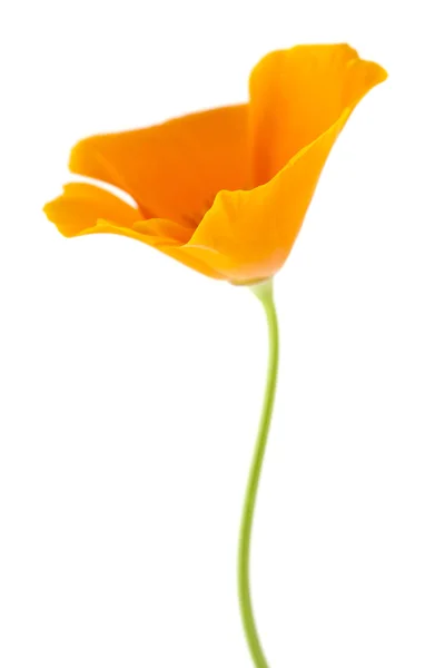 Poppy californiano, Eschscholzia californica — Fotografia de Stock