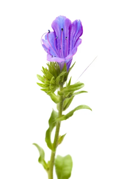 Floran på Kanarieöarna - Echium bonnetii — Stockfoto