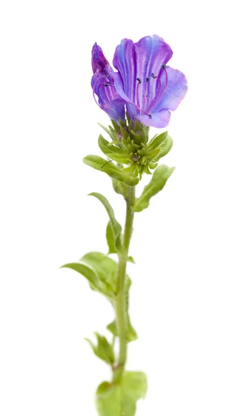 Květena Kanárských ostrovů - Echium bonnetii — Stock fotografie