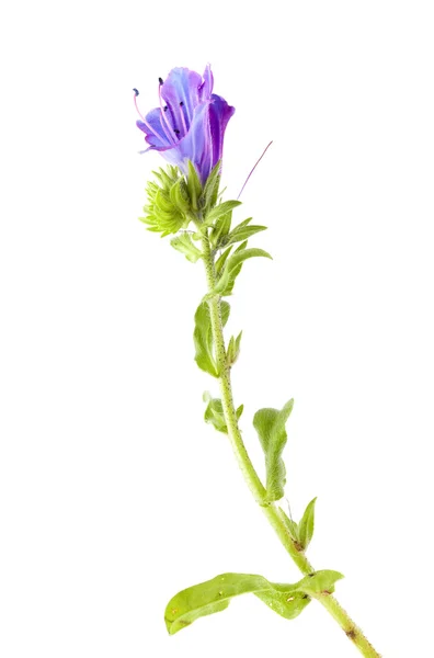 Флора Канарских островов - Echium bonnetii — стоковое фото